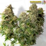 Plantamaster Seeds Lowryder 2 x AK-47