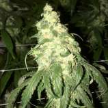 Pot Valley Seeds Golden Monkey