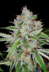 Prana Seeds Purple Walker Kush