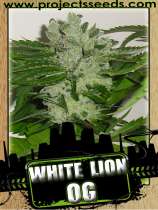 Projects Seeds White Lion OG