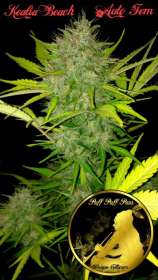 Puff Puff Pass Cultivars Kealia Beach Auto