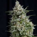 Pyramid Seeds Anesthesia CBD