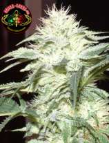 Queen Seeds White Widow