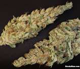 Rare Dankness Seeds DieselWreck Haze