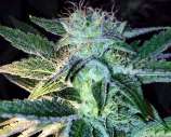 Rare Dankness Seeds Ghost of LeeRoy