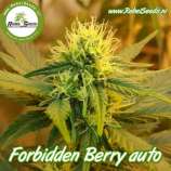 Rebel Seeds Forbidden Berry Auto