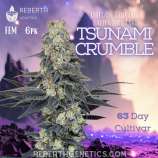 Reberth Genetics Tsunami Crumble