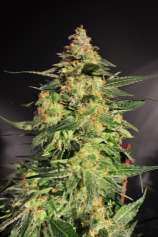 Reefermans Seeds Hash Plant