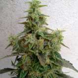 Resin Seeds Dieseltonic