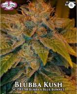 Riot Seeds Blubba Kush