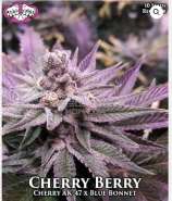 Riot Seeds Cherry Berry