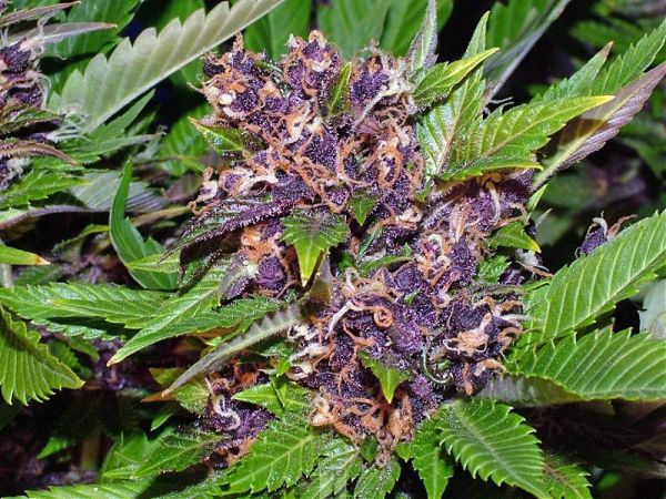 purple skunk strain