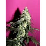 Riot Seeds Hawaiian Honey Purple