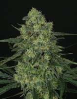 Ripper Seeds Criminal +