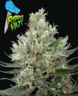 Ripper Seeds Ripper Haze