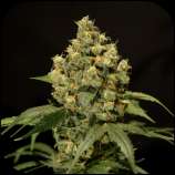 Rokerij Seeds Jack Herer