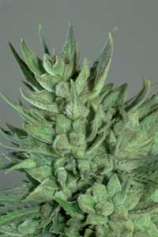 Royal Queen Seeds Amnesia Haze