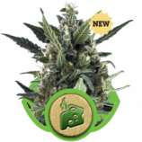 Royal Queen Seeds Blue Cheese Automatic