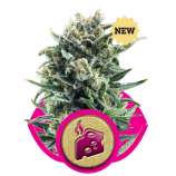 Royal Queen Seeds Blue Cheese