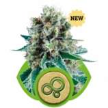 Royal Queen Seeds Bubble Kush Automatic