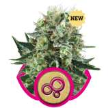 Royal Queen Seeds Bubble Kush