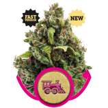 Royal Queen Seeds Candy Kush Express