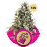 Royal Queen Seeds Chocolate Haze