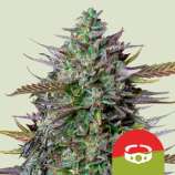 Royal Queen Seeds GOAT'lato Auto