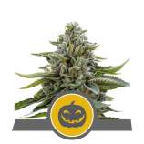 Royal Queen Seeds Pumpkin Kush