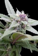 Royal Queen Seeds Royal Bluematic