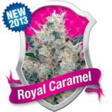 Royal Queen Seeds Royal Caramel