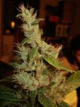 Royal Queen Seeds Shining Silver Haze