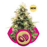 Royal Queen Seeds Somango XL