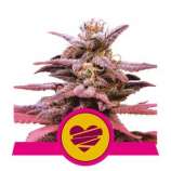 Royal Queen Seeds Wedding Crasher