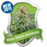 Royal Queen Seeds White Widow Automatic