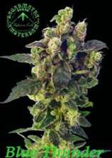 Sagarmatha Seeds Blue Thunder