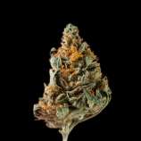 Sakan Seeds Manda Haze