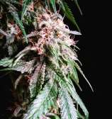 Seattle Chronic Seeds Affie Taffie