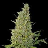 SeedStockers BCN Power Plant Autoflower