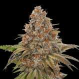 SeedStockers Blackberry Gum Autoflower