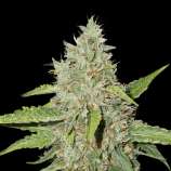 SeedStockers Northern Lights Autoflower