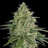 SeedStockers Super Skunk Autoflower