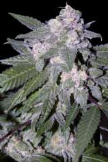 Seedmakers Seeds Auto Blue