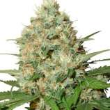 Seeds66 Candy Kush