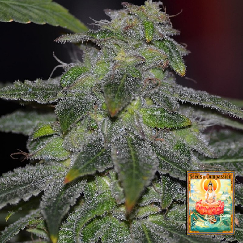 Grape Candy (by Seeds of Compassion) :: SeedFinder ...