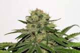 Seedsman CBD Critical Mass