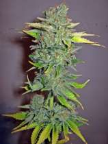 Seedsman Cheese