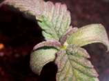 Seedsman Purple Ghost Candy