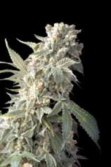 Serious Seeds AK47