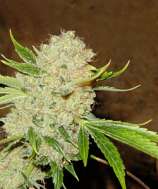 Serious Seeds White Russian